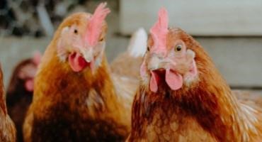 Exemptions from USDA Inspection for Small-Scale Poultry Processors