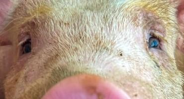 4 Parallels Between Pig Farming and My At-home Life