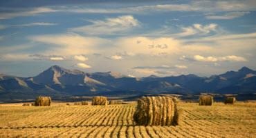 2021 Census of Agriculture – Alberta