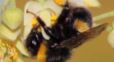Scientists Discover How Bees Activate Natural Medicine Against Parasite Infection During Pollination