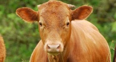 Beef Cattle: Environmental Benefits, Not Burdens
