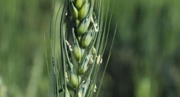 Nebraska Winter Wheat Crop Down 10% from 2021