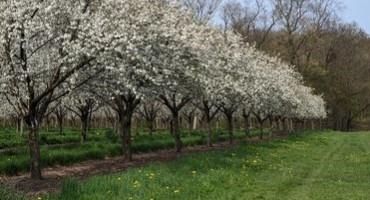 Reducing Pesticide Risk to Bees During Fruit Crop Bloom