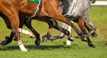 Racing Industry Partners join with UK to Support Promising MRNA Biomarker Research into Preventing Catastrophic Racehorse Injuries