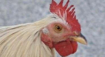 Arkansas Farmers Brace For Impacts Of Avian Influenza
