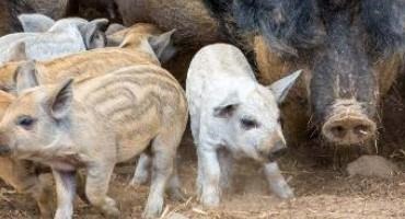 Extremely Rare Pigs That Can Fight Off Bears Saved From Extinction by Farmers
