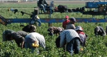 Labor Remains Major Limiting Factor in Agriculture