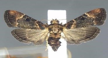 Border ag specialists encounter moths for first time since 1912