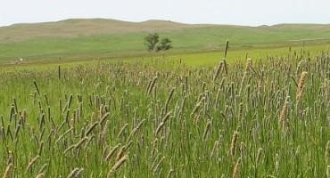 Is Plant ID Necessary for Grassland Management?