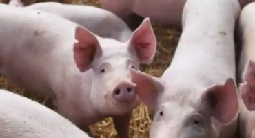 Tesco To Pay Out More To Pig Farmers As Industry Warns Of ‘Critical’ Situation