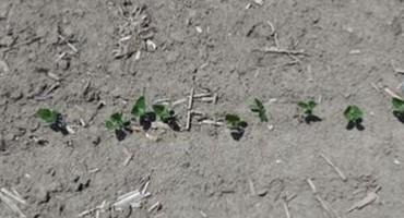 Thin Soybean Stands Can Produce Surprisingly High Yields