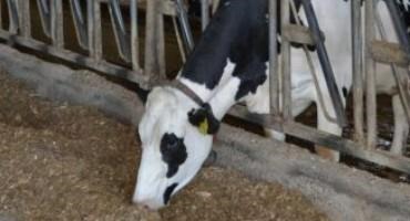 Climate Change Increases Milk Production