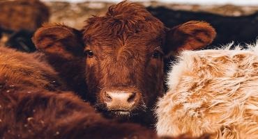 FCC pays to be a sustainable beef producer