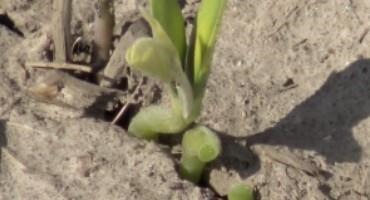 Beginning to Assess 2022 Soybean Stands