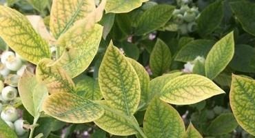 Iron Chlorosis in Young Blueberry Plantings