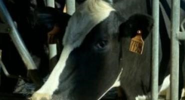 A Dairy Farm In Trenton Is Turning Cow Poop Into Profits