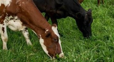 New Tool Shows Wisconsin Farmers Financial Benefits Of Letting Cows Graze
