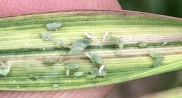 Scout Your Wheat for Russian Wheat Aphids