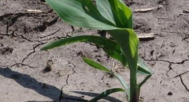 Conditions Favor Seedling Diseases in Early Planted Corn and Soybeans