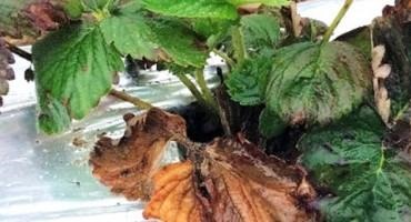 Be on the Lookout for Neopestalotiopsis on Strawberries