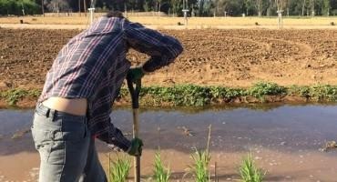 New Strategies to Save the World’s Most Indispensable Grain