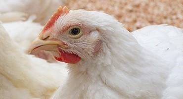 Secretary Vilsack Approves Additional Funds to Support Highly Pathogenic Avian Influenza Response
