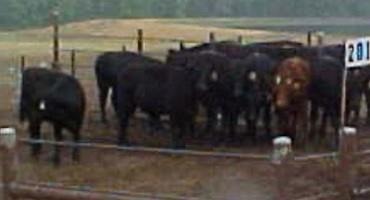 Meeting Water Needs of Cattle in the Feedlot