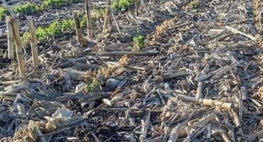 Assessing Plant Recovery and Replant Considerations