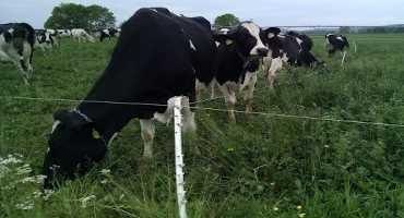 Grazing Management for Organic, Grass-Fed, or Conventional Dairies