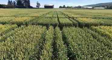 Keep Your Eye on Fusarium Head Blight Risk in Pennsylvania