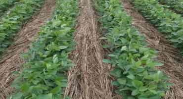 Uncovering Best Practices for Cover Crops to Optimize Crop Production