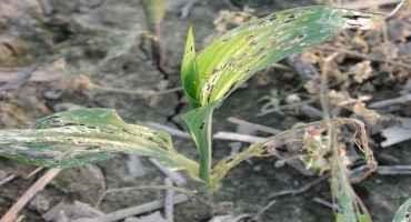 Watch for Slug Damage on Seedling Plants