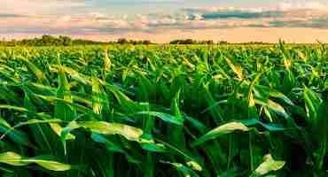 Climate Change on Course to Hit U.S. Corn Belt Especially Hard, Study Finds