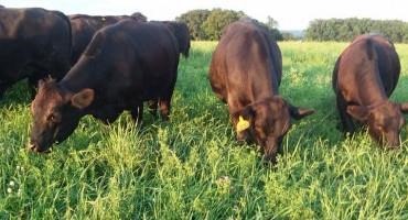 Fertilizer Prices and Pasture/Grazing Management