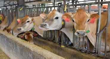 High Costs and Low Prices Stress State Dairy Industry