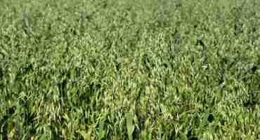 Effects of Plant Growth Regulator in Oats