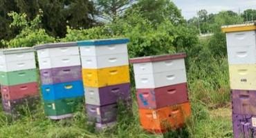 Pollinator Week Fundraising Campaign for MSU Honey Bees and Beekeeping Education