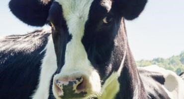 Helping Dairy Farmers Raise Healthy Cows