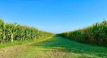 Cover Crops not Enough to Improve Soil after Decades of Continuous Corn