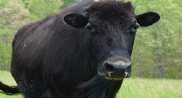 Beefalo — Producers Say This Cattle And Bison Crossbreed Provides The Best Of Both