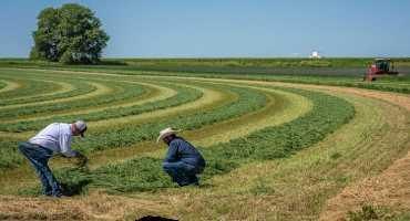 Alfalfa Harvest Timing and Objectives