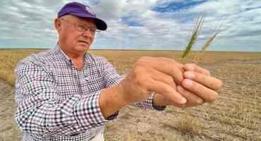 Western Kansas Wheat Crops are Failing just when the World Needs them Most