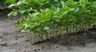 State’s Soybean Crop Looks Strong Early On