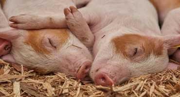 Researchers Create Rapid Test for Deadly Infections in Livestock, Starting with Pigs