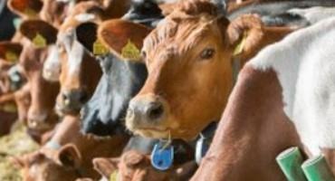 The United States Contributes $27 Million To Strengthen Sri Lanka’s Dairy Industry