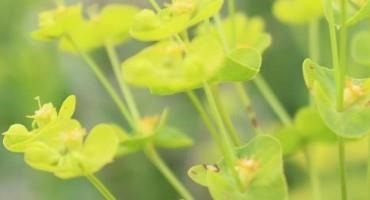 Pasture and Forage Minute: Controlling Leafy Spurge, Timing Grass Hay Harvest