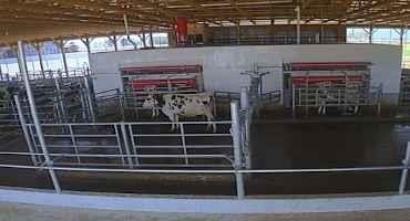 Facility Factors Related to Automatic Milking Systems