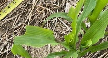 Be On The Lookout For Damage From True Armyworm