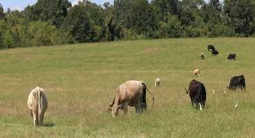 Building a Foundation for Beef Cattle Record Keeping