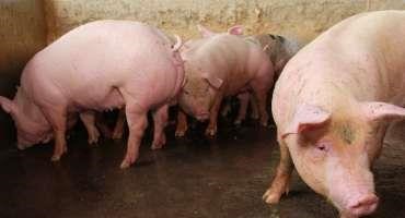 Artificial Insemination in Swine: Breeding the Female